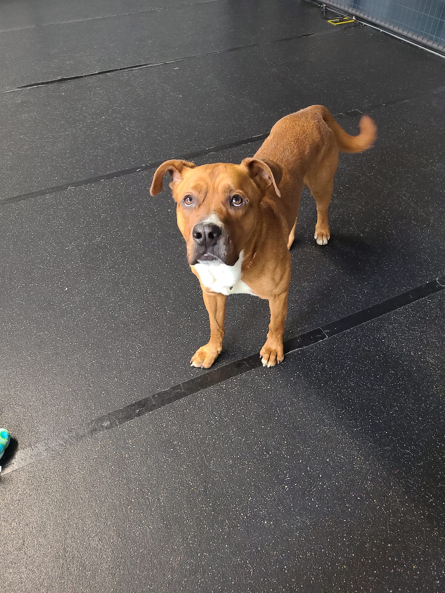 Scrappy Doo photo 4