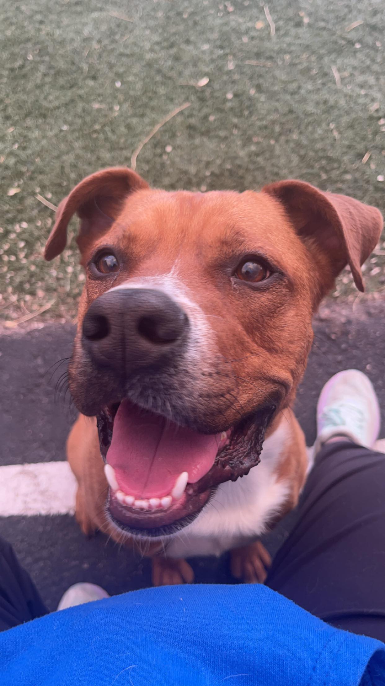 Scrappy Doo, Young Male Pit Bull Terrier