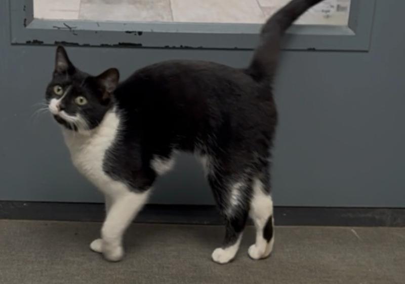 Marble, Adoptable, Adult Female Domestic Short Hair.