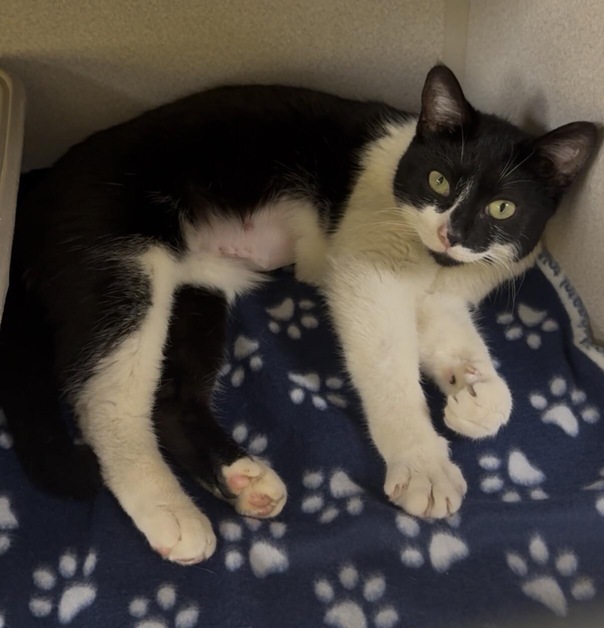 Marble, a Adoptable Domestic Short Hair in Osseo, MI image 2/4