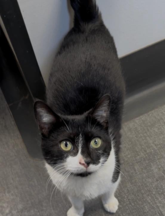 Marble, a Adoptable Domestic Short Hair in Osseo, MI image 3/4