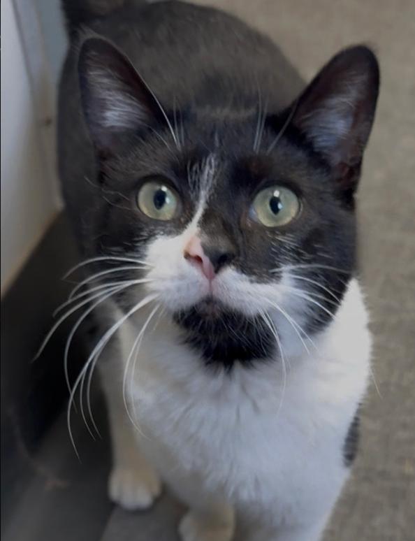 Marble, a Adoptable Domestic Short Hair in Osseo, MI image 4/4