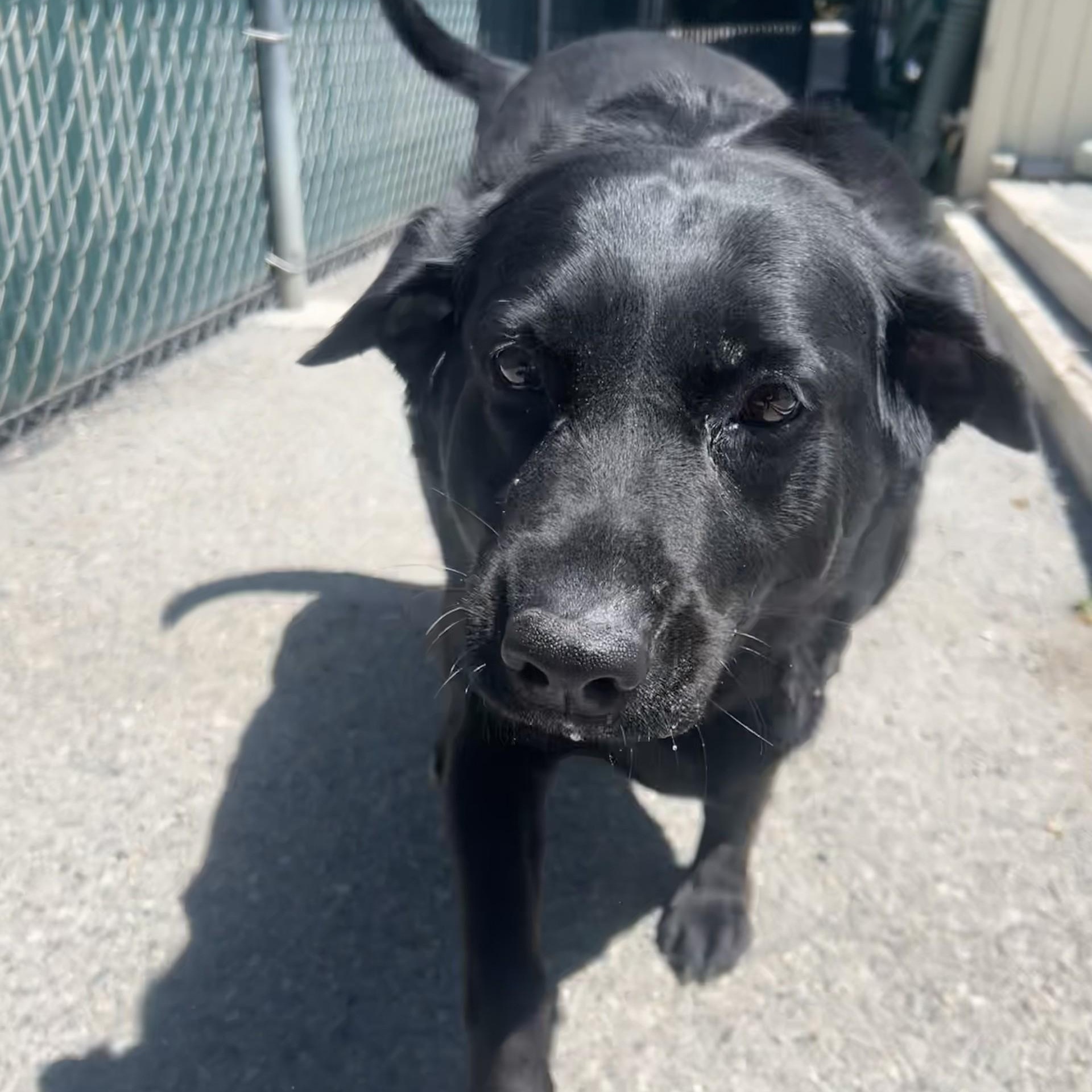 Heidi, a ADOPTABLE Black Labrador Retriever in Spokane, WA image 5/5