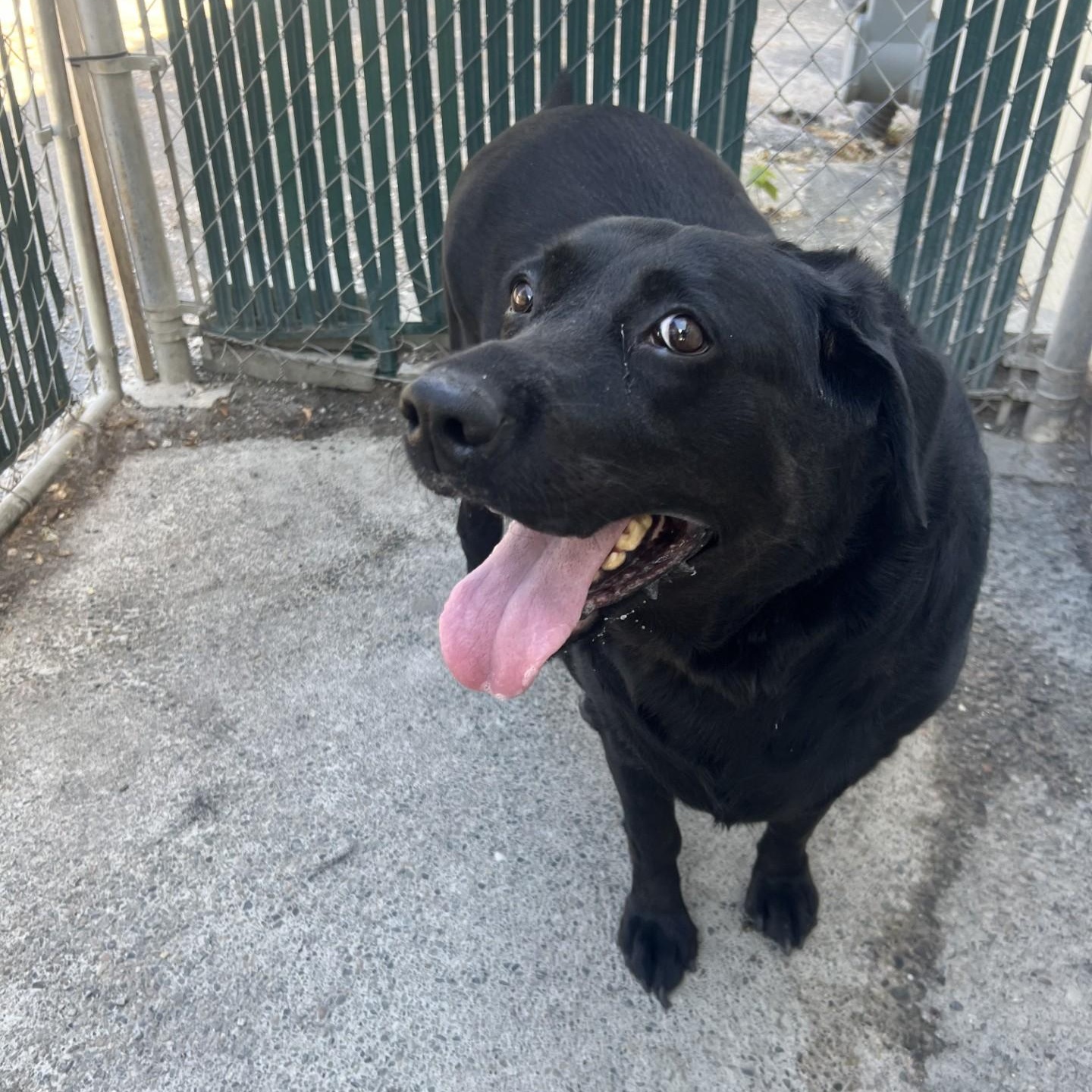 Heidi, a ADOPTABLE Black Labrador Retriever in Spokane, WA image 3/5
