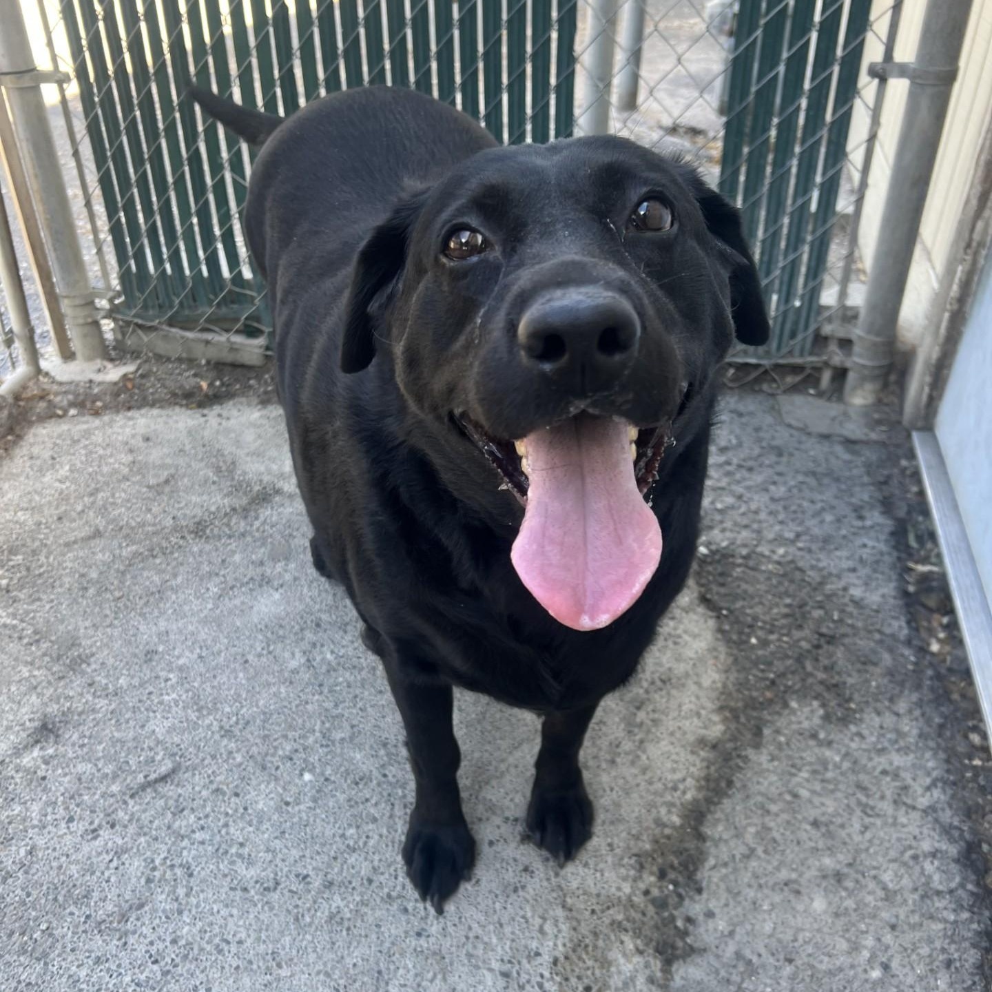 Heidi, a ADOPTABLE Black Labrador Retriever in Spokane, WA image 1/5