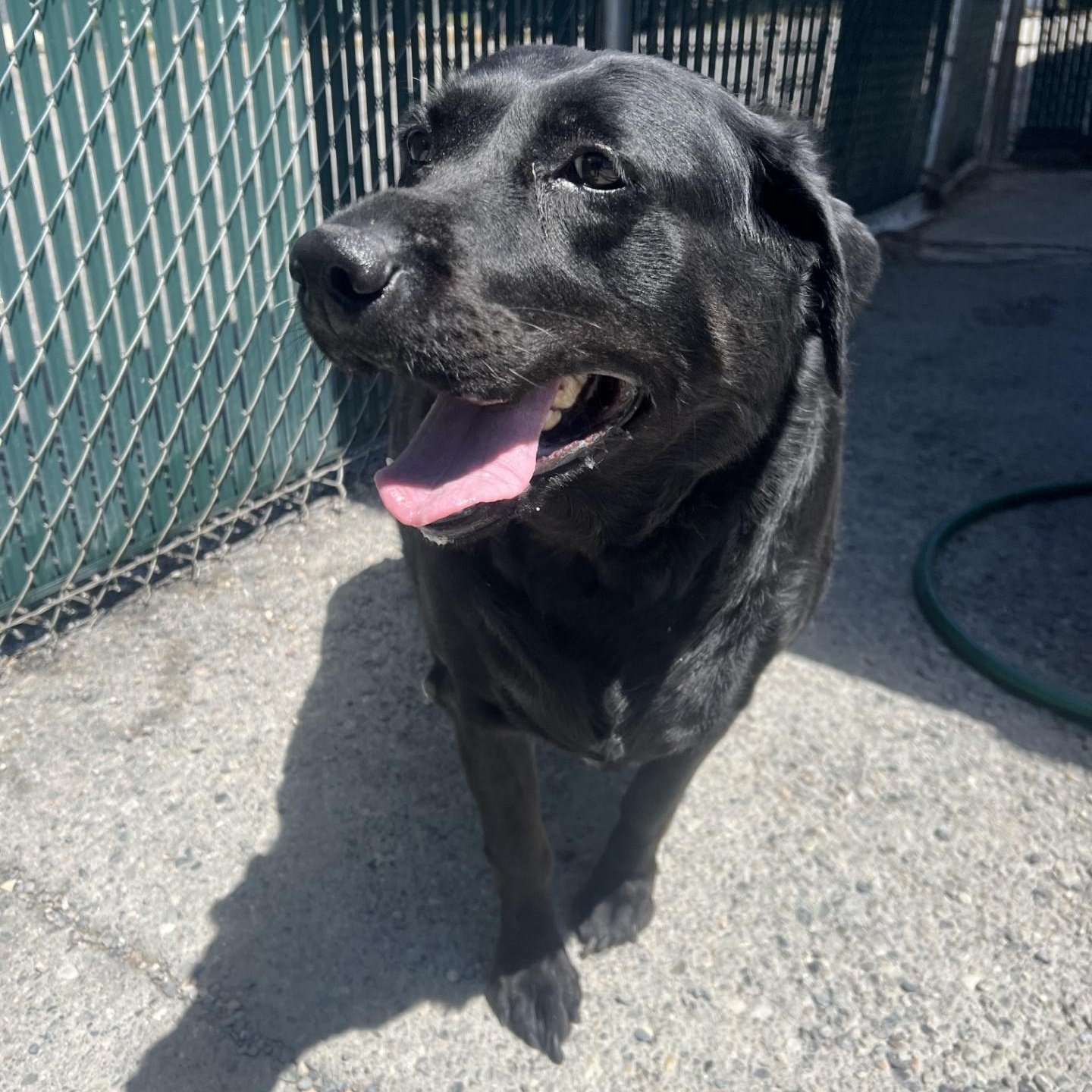 Heidi, a ADOPTABLE Black Labrador Retriever in Spokane, WA image 4/5