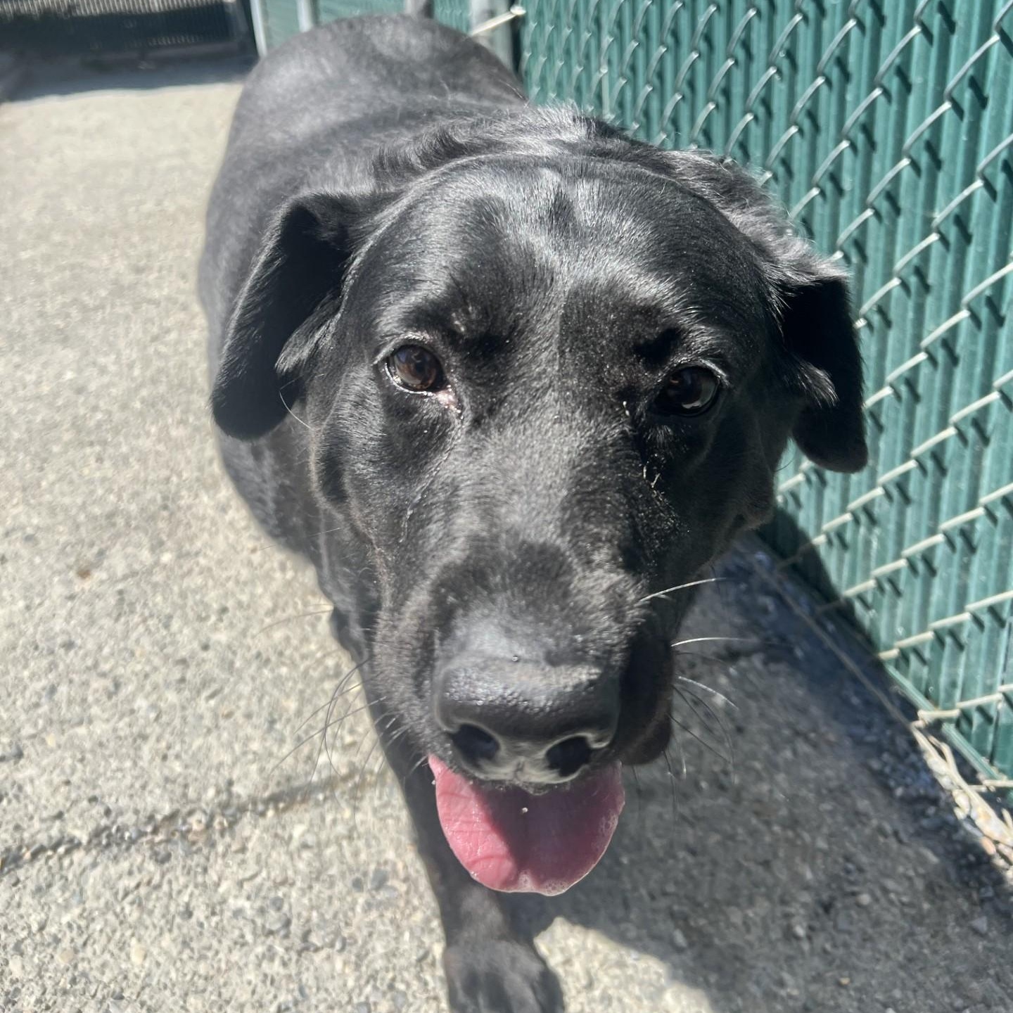 Heidi, a ADOPTABLE Black Labrador Retriever in Spokane, WA image 2/5