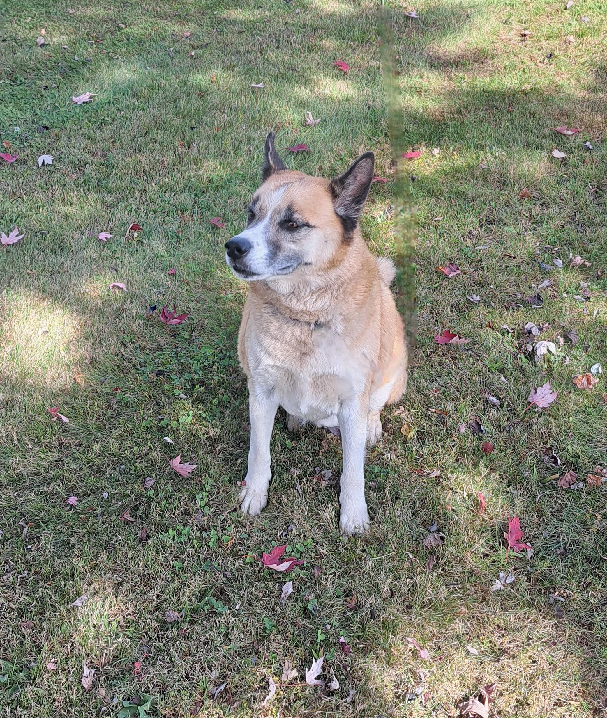 Hunter, ADOPTABLE, Senior Male Akita & German Shepherd Dog.