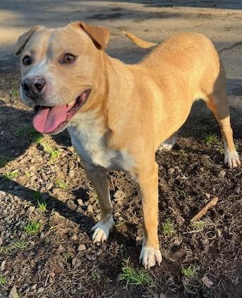 Enlarge Cody, high energy youngster needing urgent foster or adopter!, a ADOPTABLE mixed breed in Bonney Lake, WA image 2/6