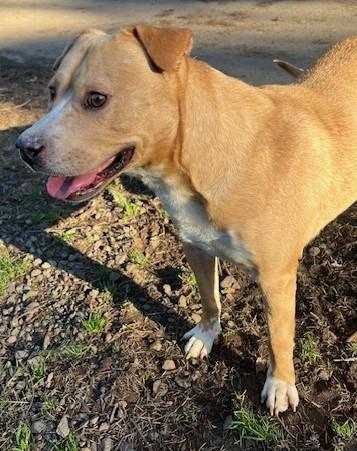 Enlarge Cody, high energy youngster needing urgent foster or adopter!, a ADOPTABLE mixed breed in Bonney Lake, WA image 4/6