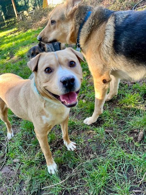 Enlarge Cody, high energy youngster needing urgent foster or adopter!, a ADOPTABLE mixed breed in Bonney Lake, WA image 3/6