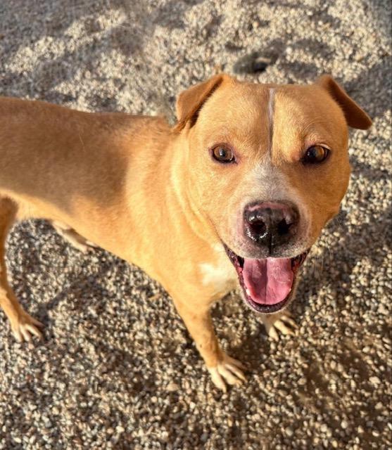 Enlarge Cody, high energy youngster needing urgent foster or adopter!, a ADOPTABLE mixed breed in Bonney Lake, WA image 5/6