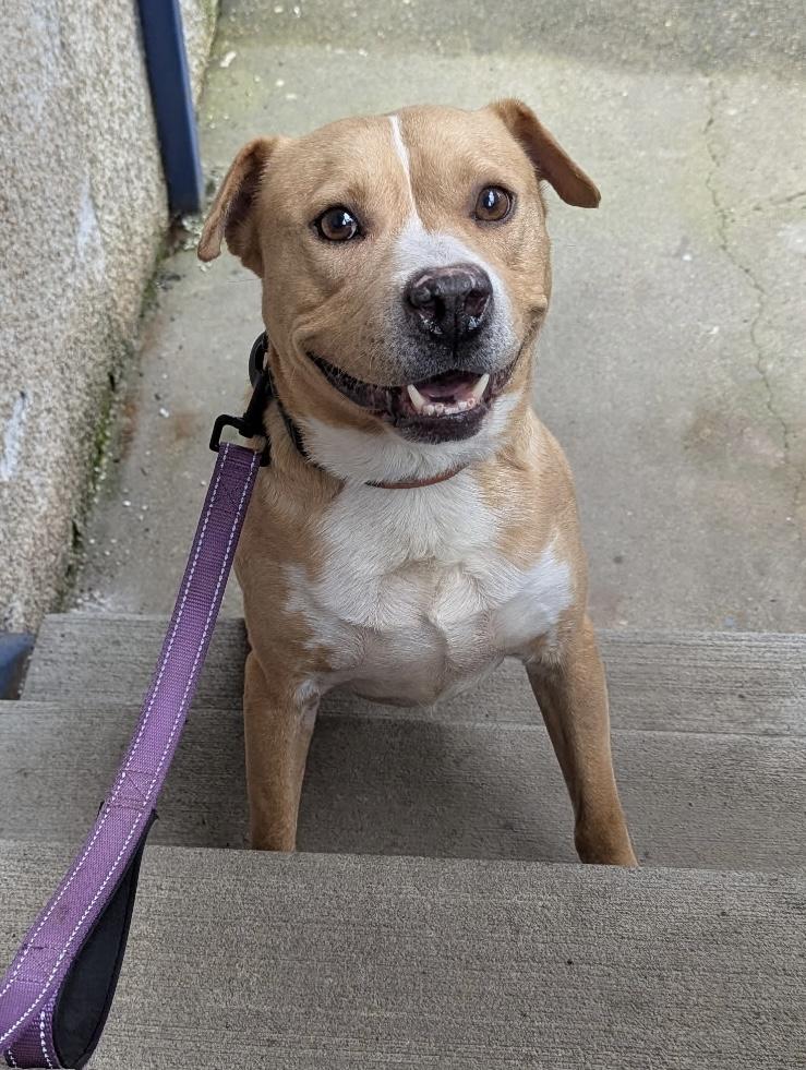 Enlarge Cody, high energy youngster needing urgent foster or adopter!, a ADOPTABLE mixed breed in Bonney Lake, WA image 6/6