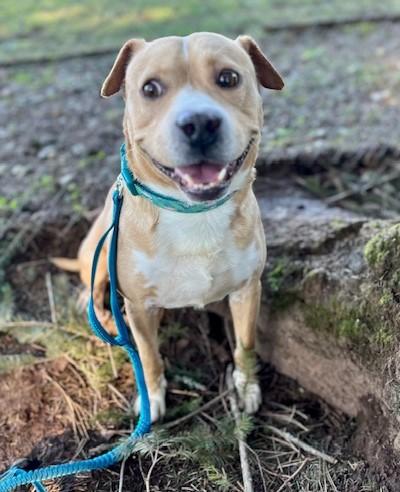 Enlarge Cody, high energy youngster needing urgent foster or adopter!, a ADOPTABLE mixed breed in Bonney Lake, WA image 1/6