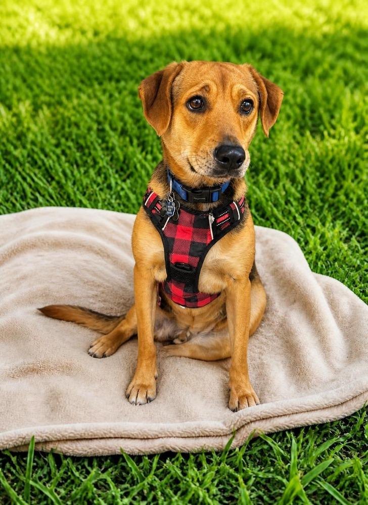 Pitufo, a Adoptable mixed breed in Naranjito, PR image 1/6