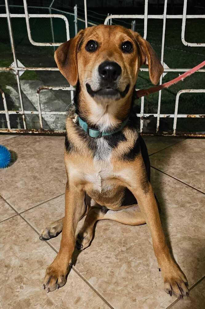 Enlarge Pitufo, a Adoptable mixed breed in Naranjito, PR image 1/5