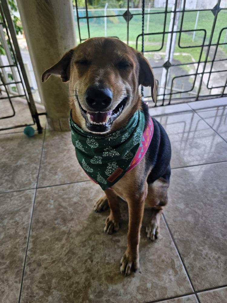 Enlarge Pitufo, a Adoptable mixed breed in Naranjito, PR image 2/5