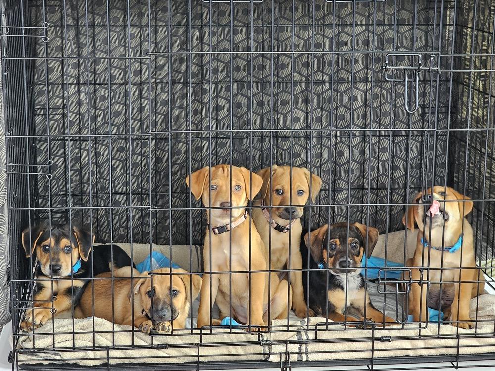 Enlarge Pitufo, a Adoptable mixed breed in Naranjito, PR image 4/5