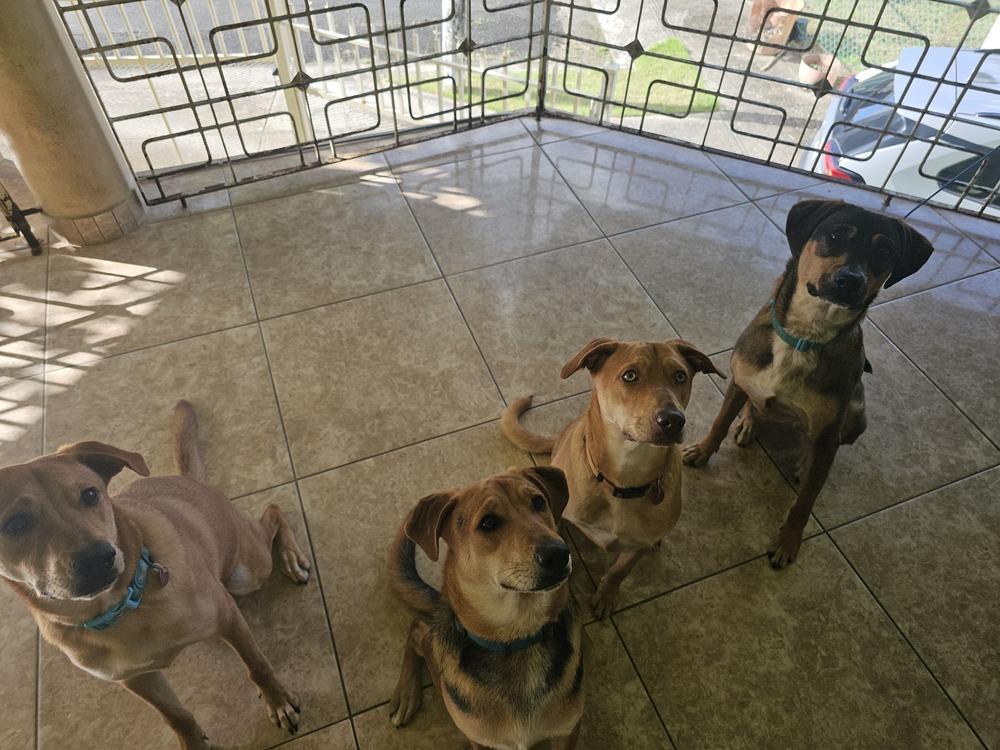 Enlarge Pitufo, a Adoptable mixed breed in Naranjito, PR image 5/5