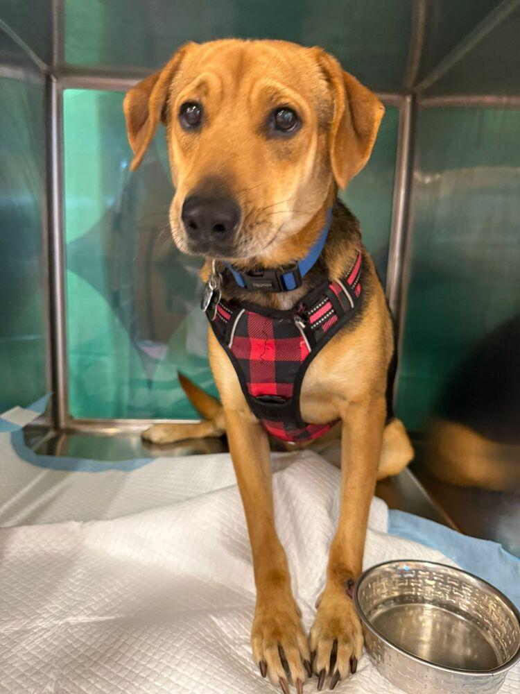 Enlarge Pitufo, a Adoptable mixed breed in Naranjito, PR image 5/6