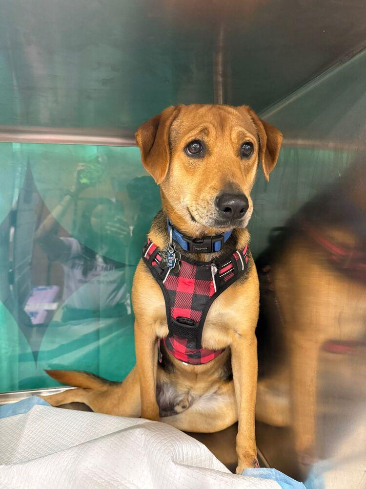 Enlarge Pitufo, a Adoptable mixed breed in Naranjito, PR image 6/6