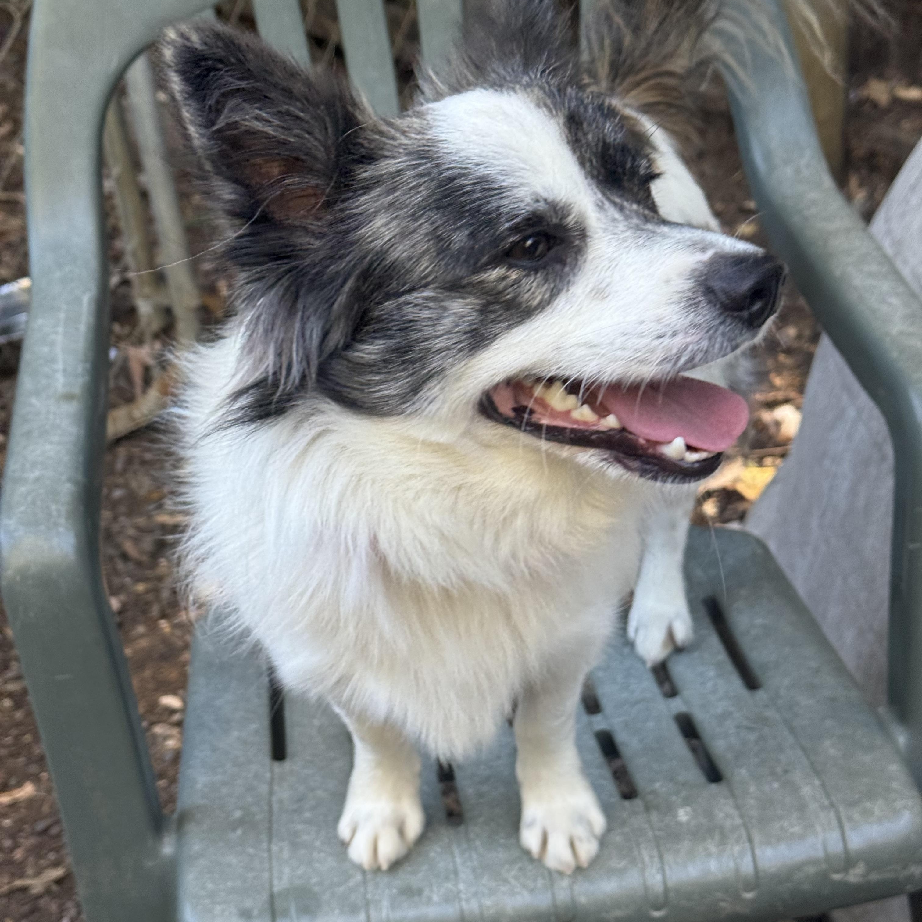 Enlarge Barney, an adopted mixed breed in Davis, CA image 2/5