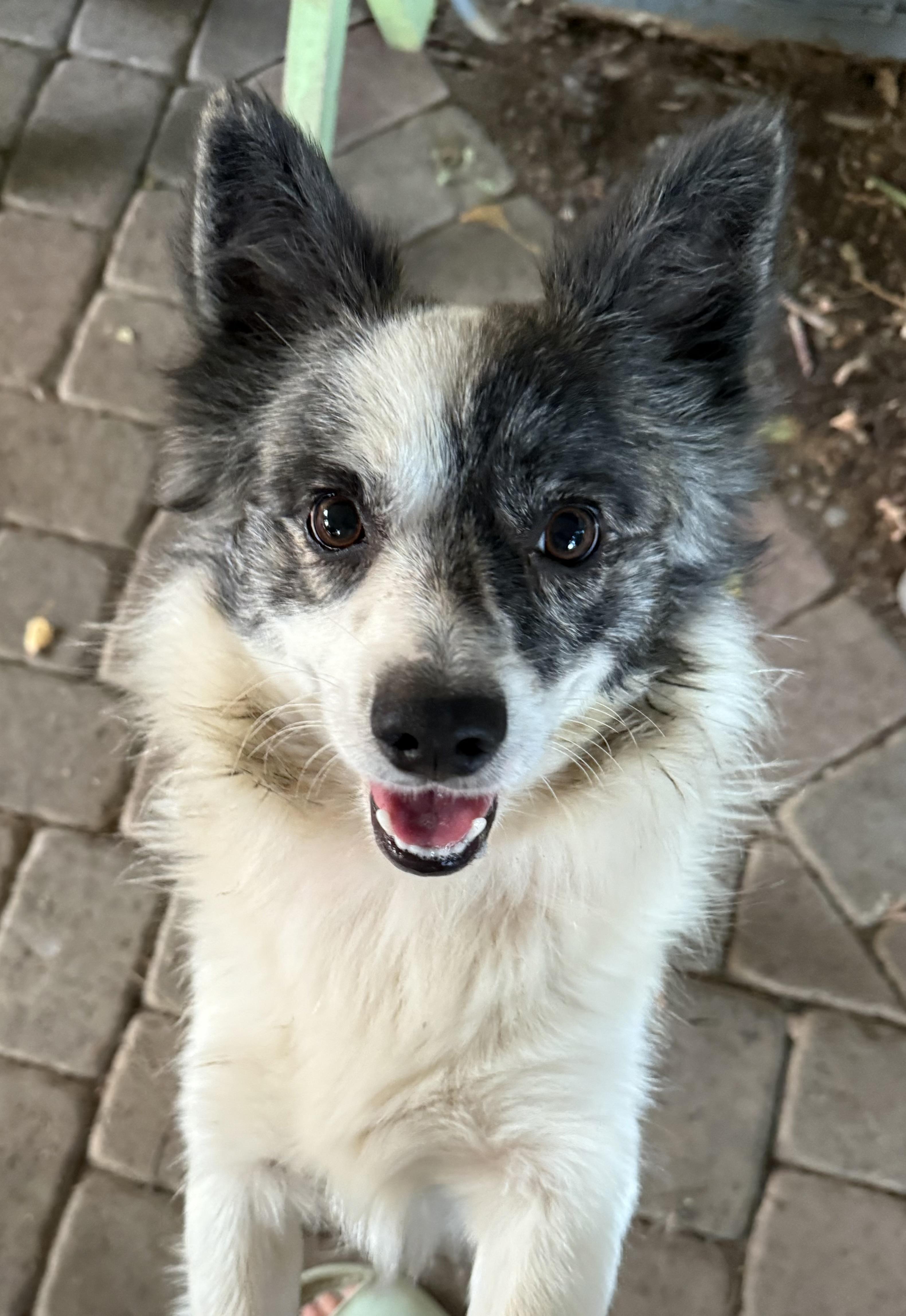 Enlarge Barney, an adopted mixed breed in Davis, CA image 1/5