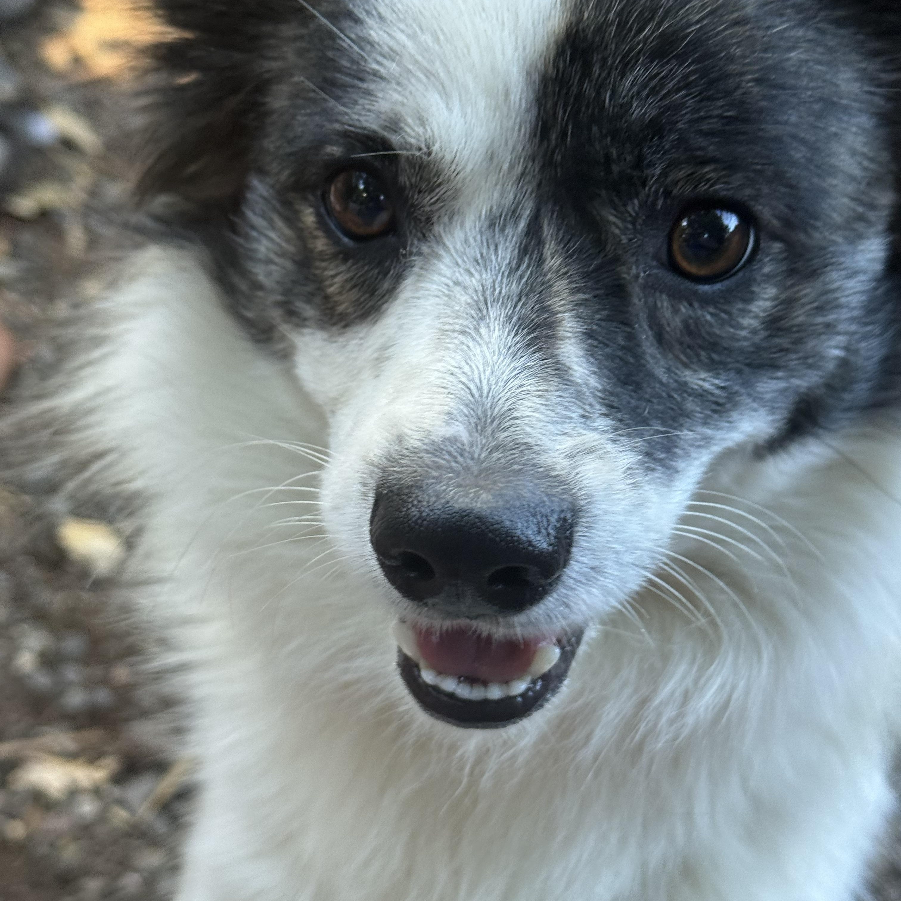 Enlarge Barney, an adopted mixed breed in Davis, CA image 4/5
