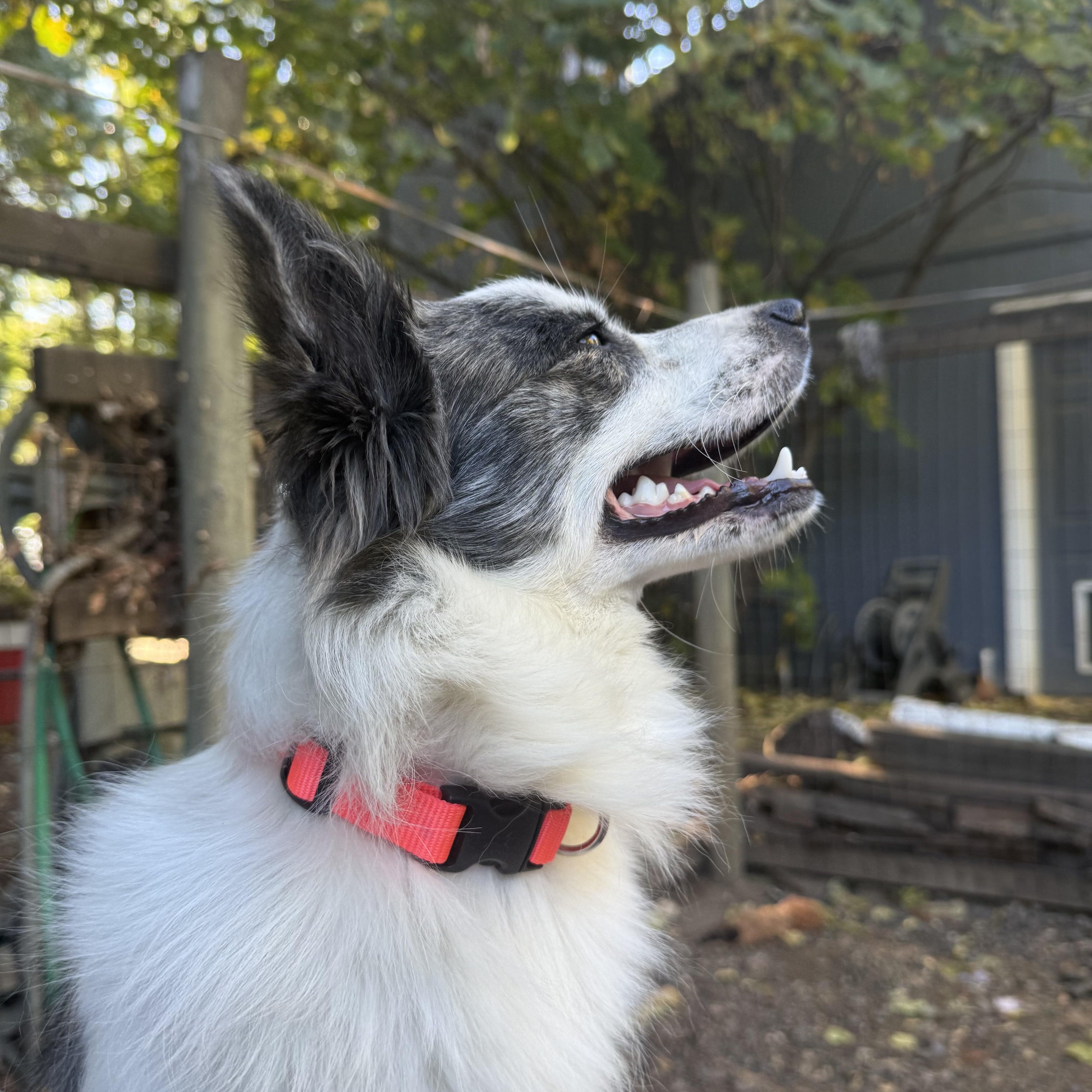Enlarge Barney, an adopted mixed breed in Davis, CA image 3/5