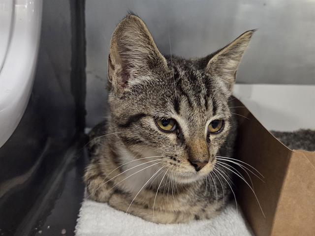TED, Adoptable, Young Male Domestic Short Hair.
