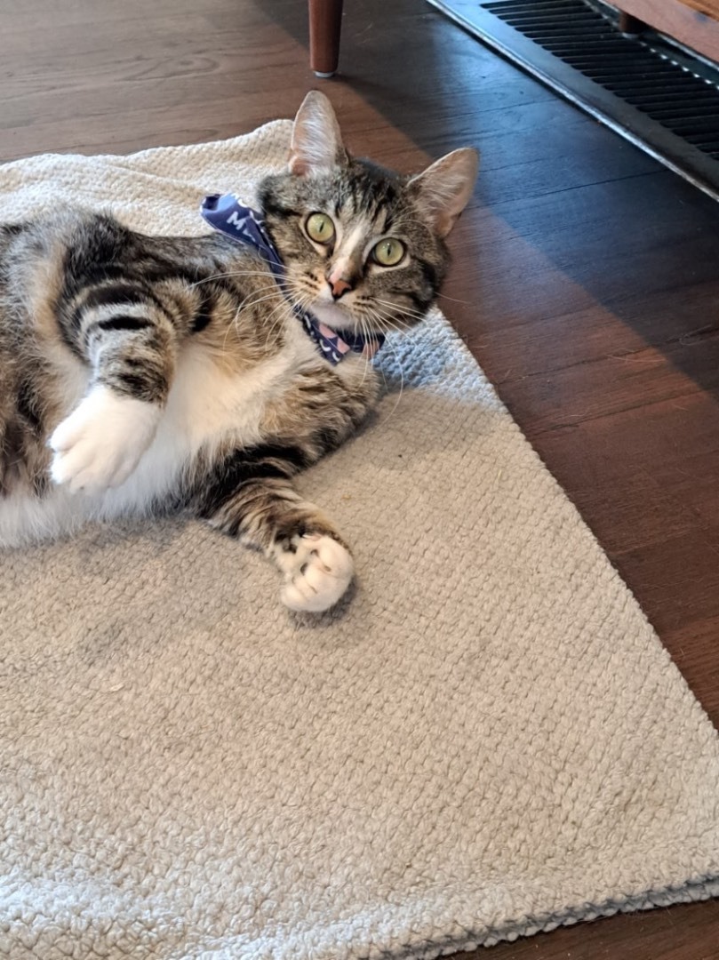 Lenny, Adopted, Young Male Domestic Short Hair.