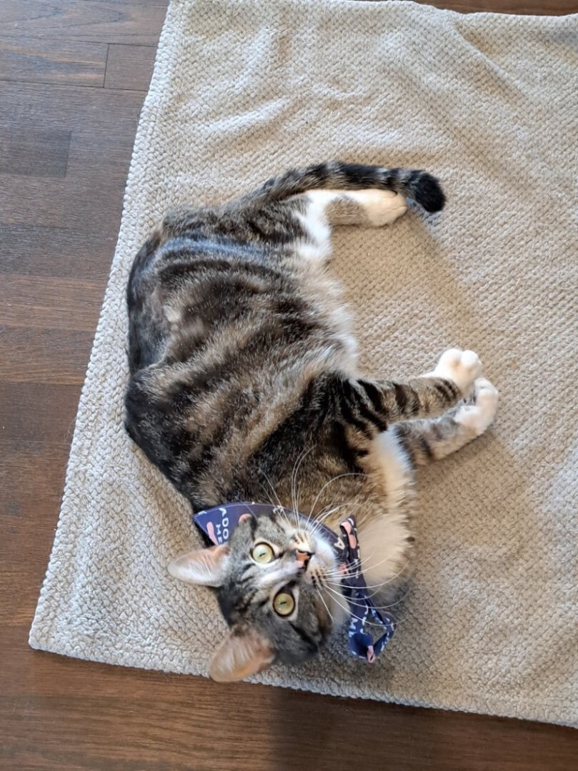 Lenny, a Adopted Domestic Short Hair in Penryn, CA image 2/14