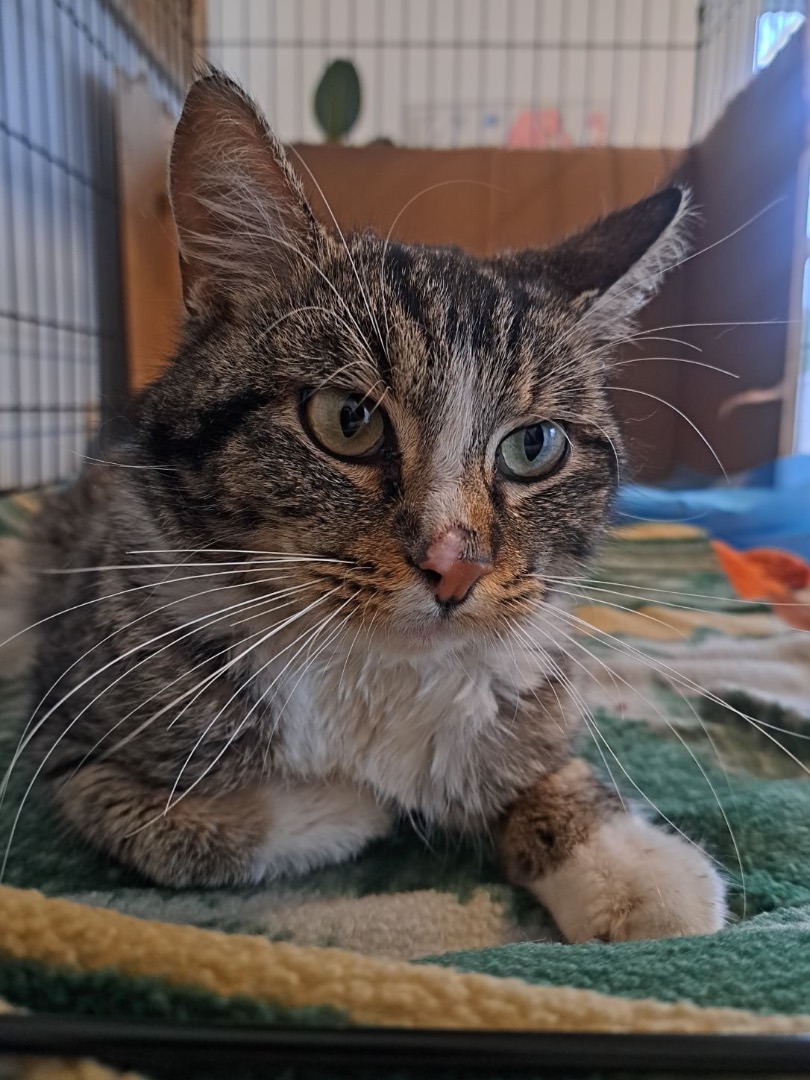 Lenny, a Adopted Domestic Short Hair in Penryn, CA image 3/14