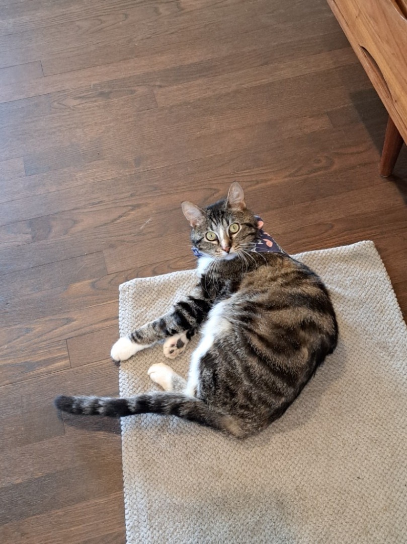 Lenny, a Adopted Domestic Short Hair in Penryn, CA image 4/14