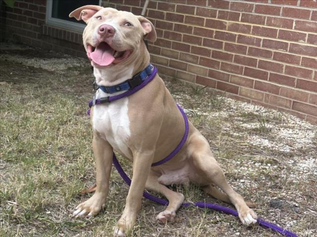 Enlarge BARBEQUE, a Adoptable mixed breed in Chapel Hill, NC image 1/1