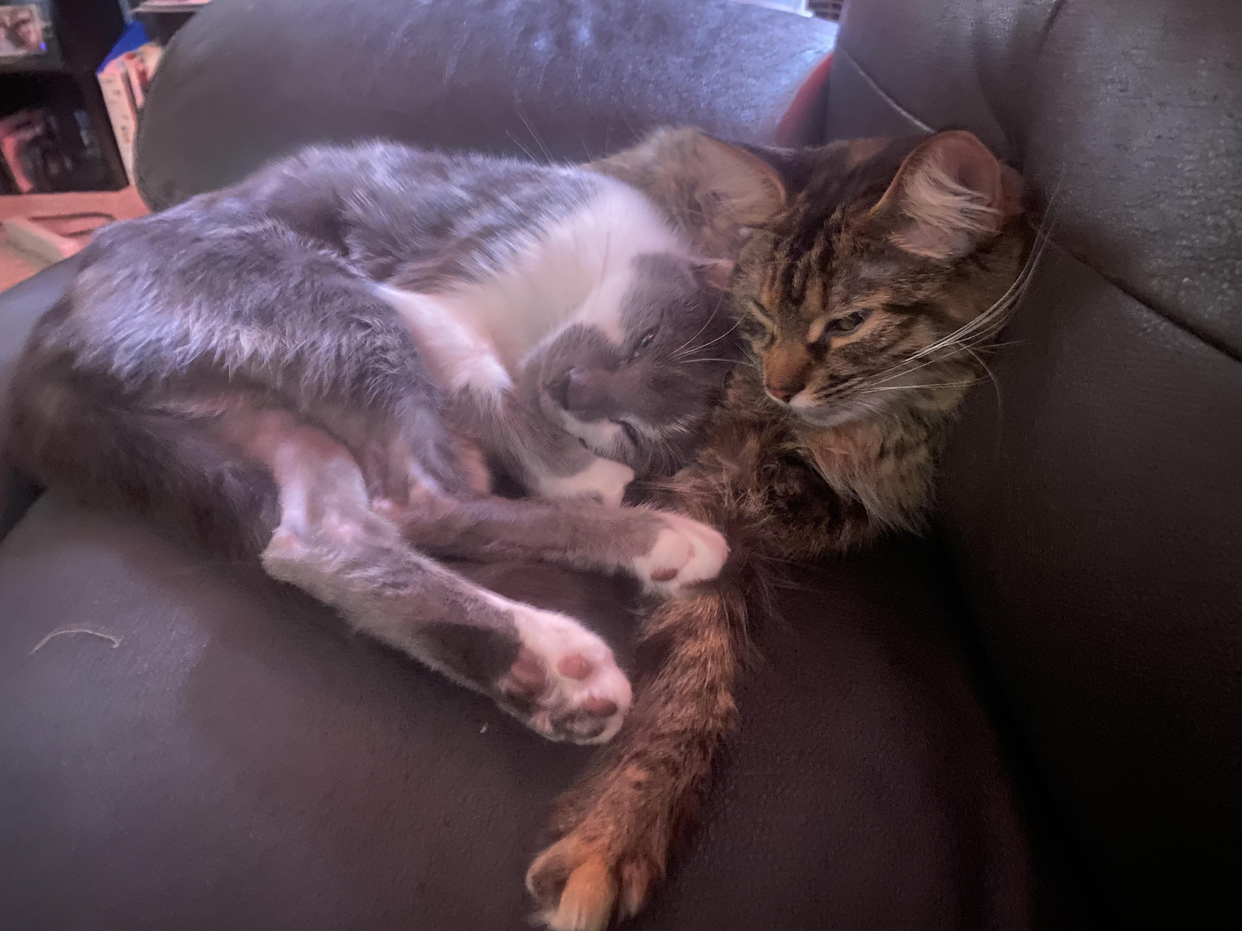 Enlarge Smokey and Clover, a Adoptable Tabby in Wadsworth, IL image 2/6