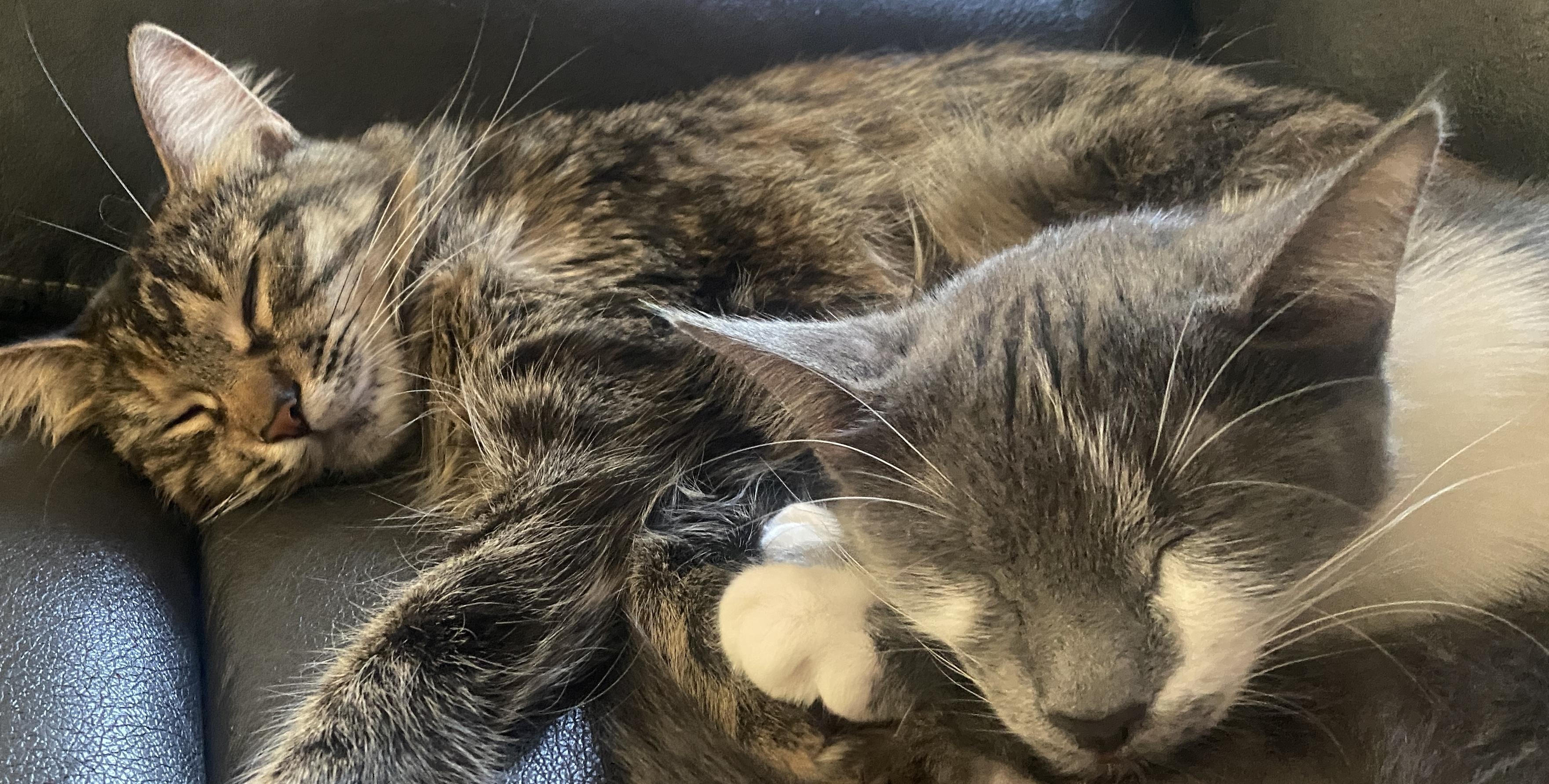 Enlarge Smokey and Clover, a Adoptable Tabby in Wadsworth, IL image 3/6