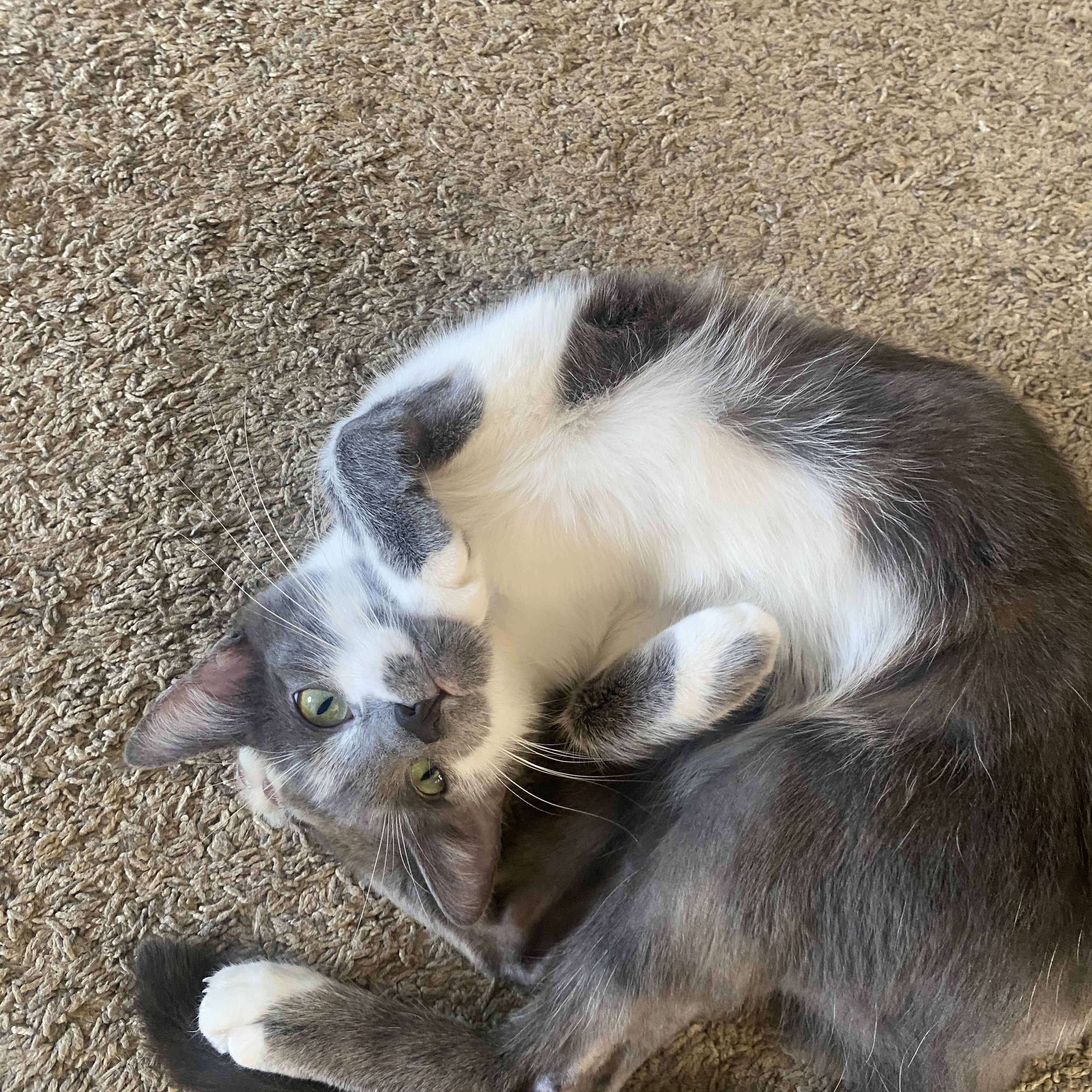 Enlarge Smokey and Clover, a Adoptable Tabby in Wadsworth, IL image 5/6