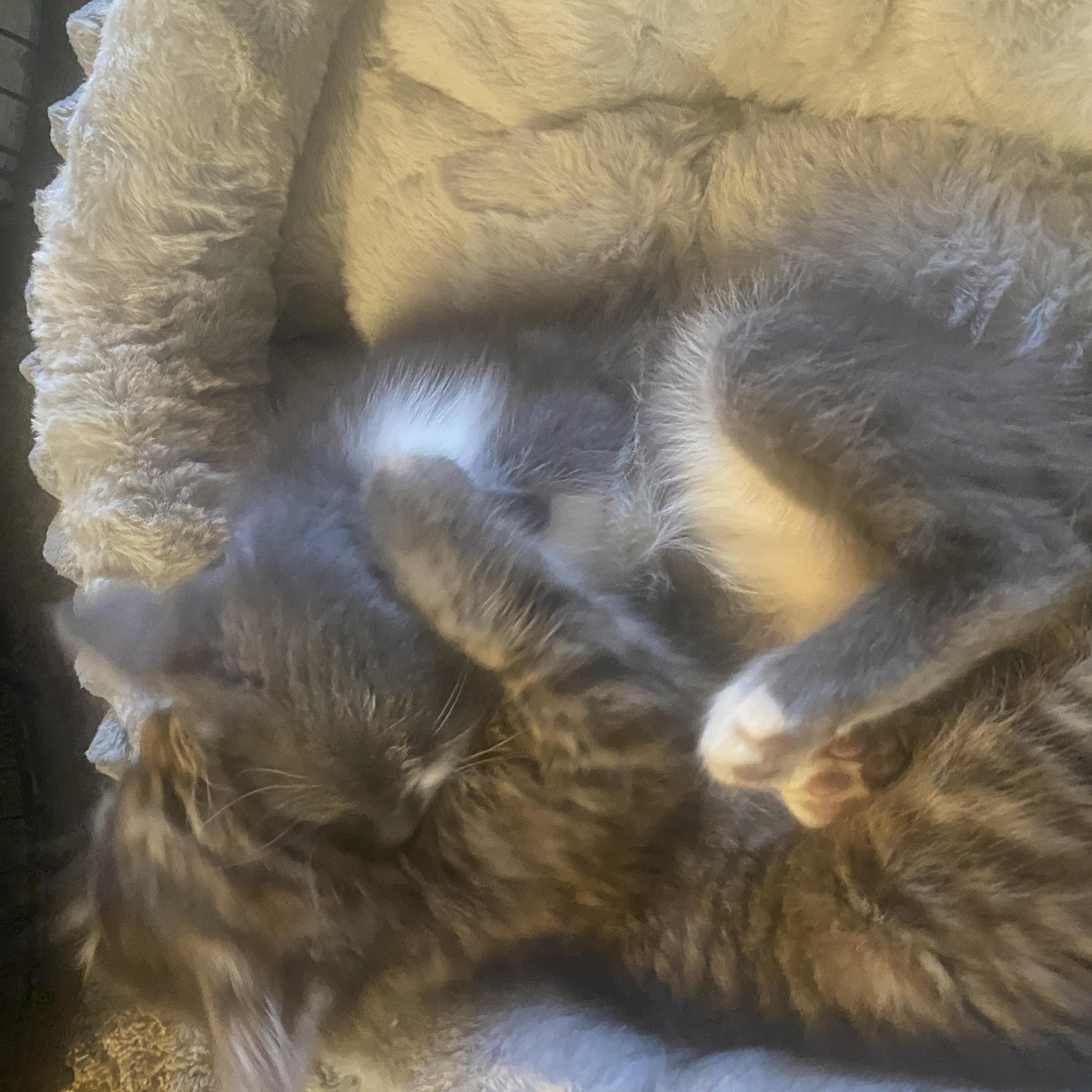 Enlarge Smokey and Clover, a Adoptable Tabby in Wadsworth, IL image 6/6