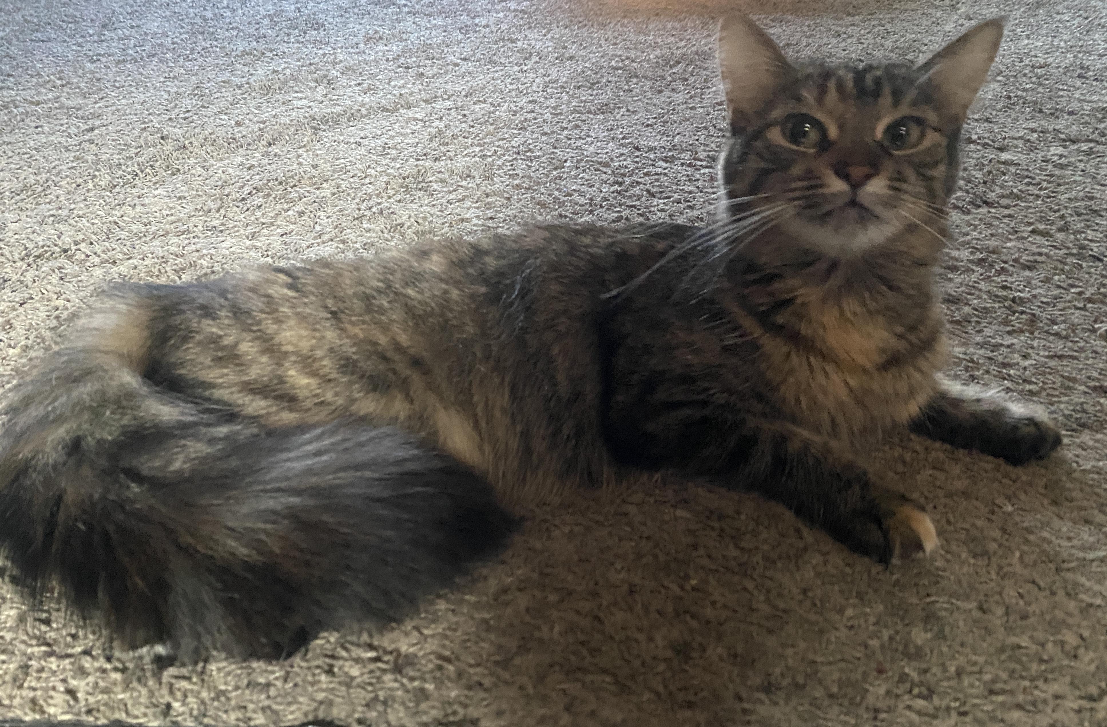 Enlarge Smokey and Clover, a Adoptable Tabby in Wadsworth, IL image 4/6