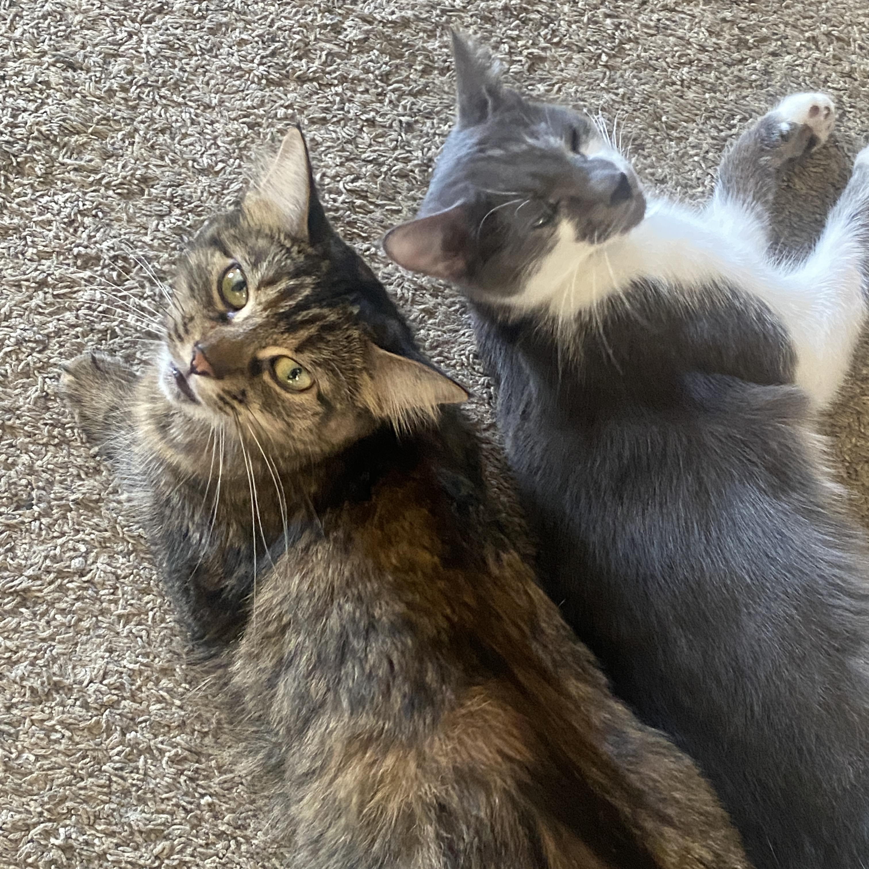 Enlarge Smokey and Clover, a Adoptable Tabby in Wadsworth, IL image 1/6
