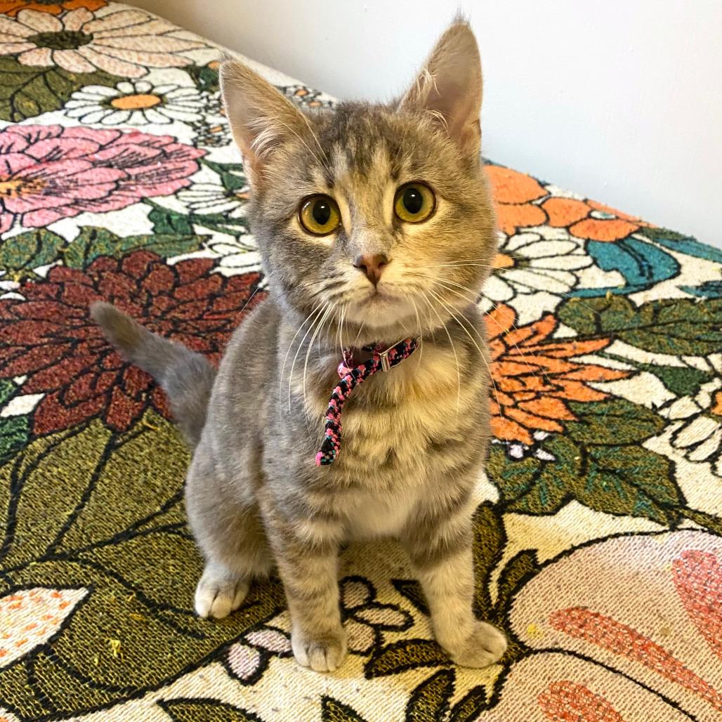 Honey - In Foster, Adoptable, Kitten Female Domestic Short Hair.