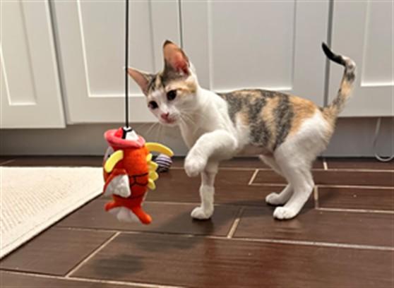 Enlarge BEBE, a Adoptable Domestic Short Hair in Ames, IA image 1/1