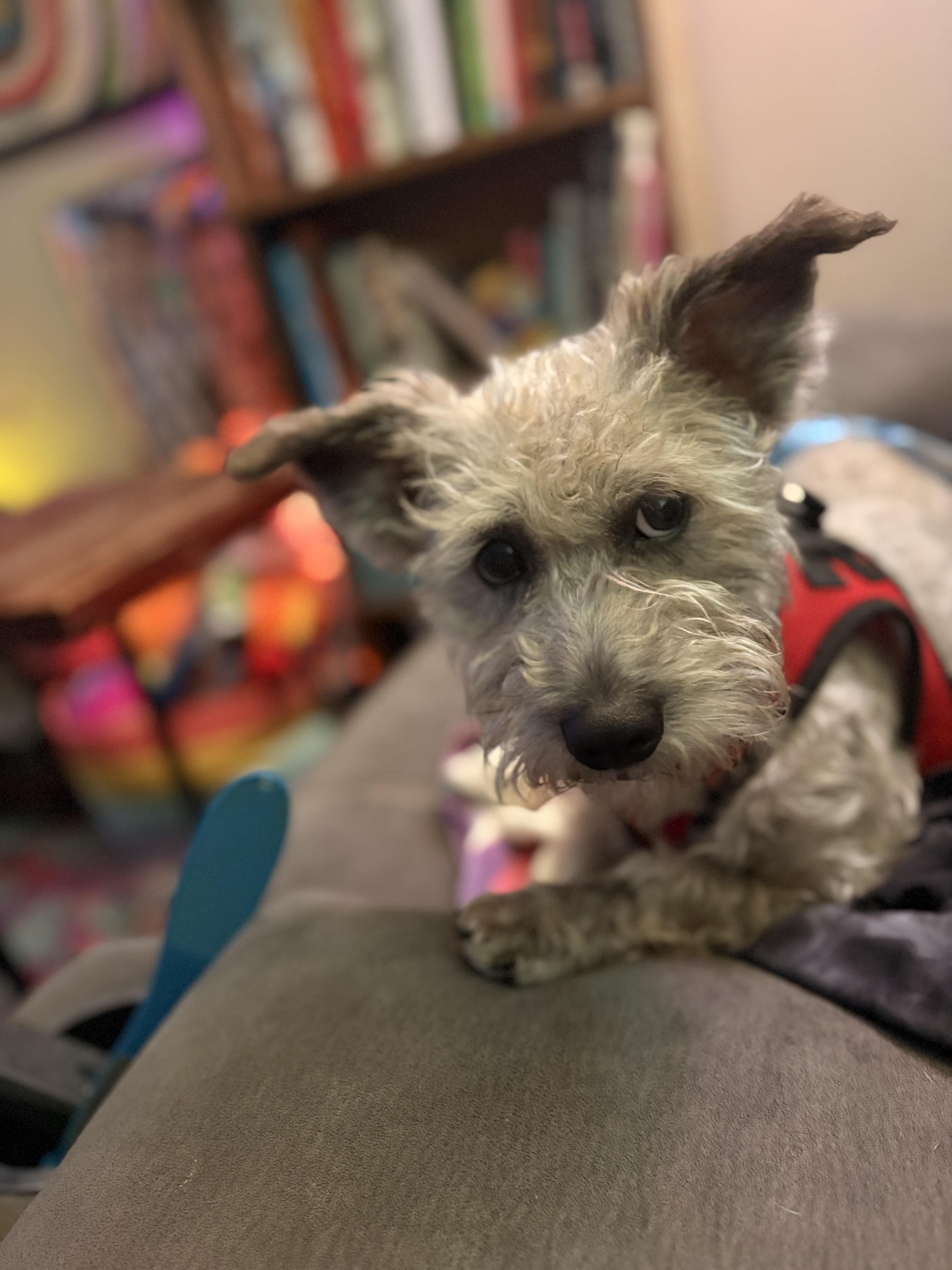 Monterey Jack, Adoptable, Young Male Terrier & Mixed Breed.