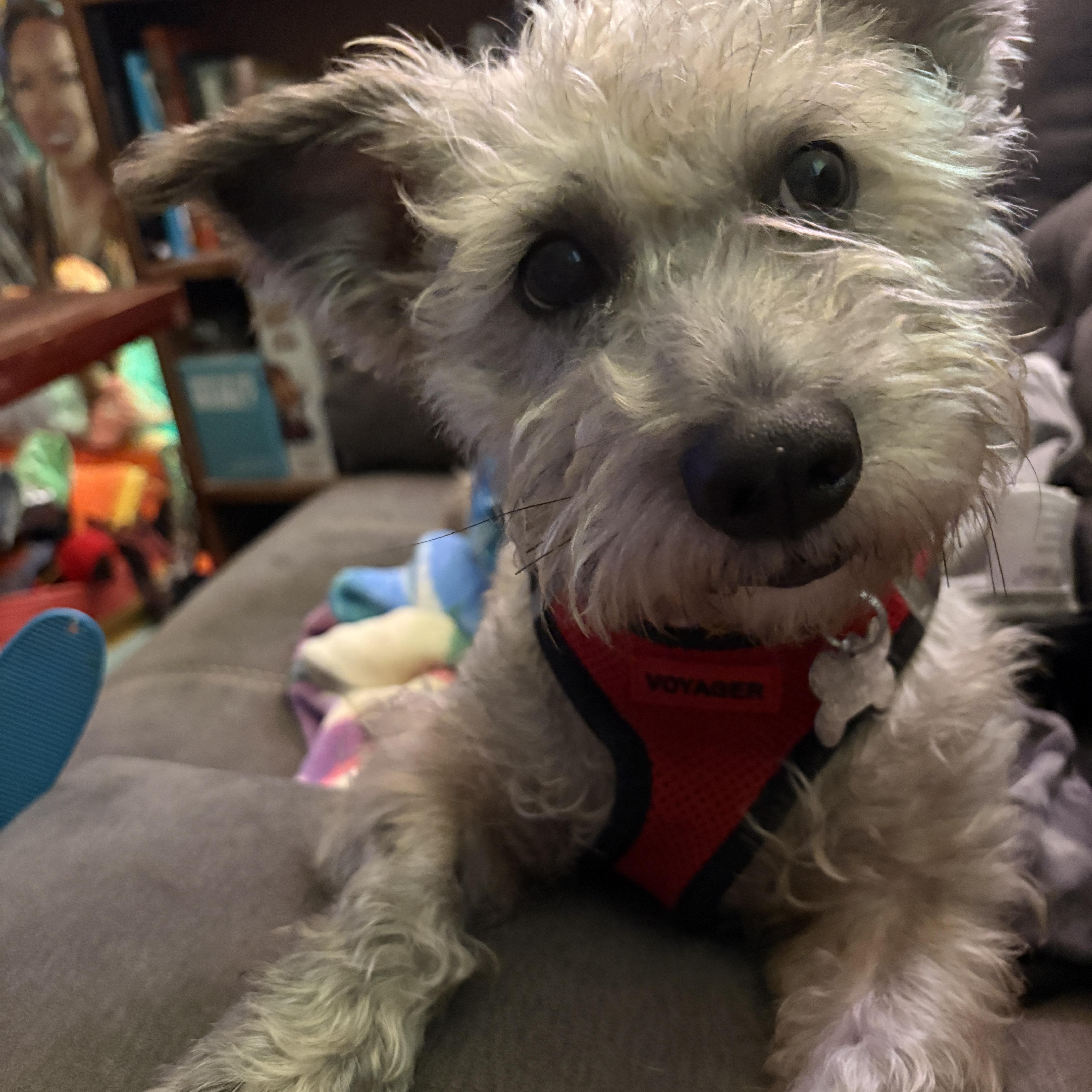 Monterey Jack, a Adoptable mixed breed in Spring, TX image 3/4