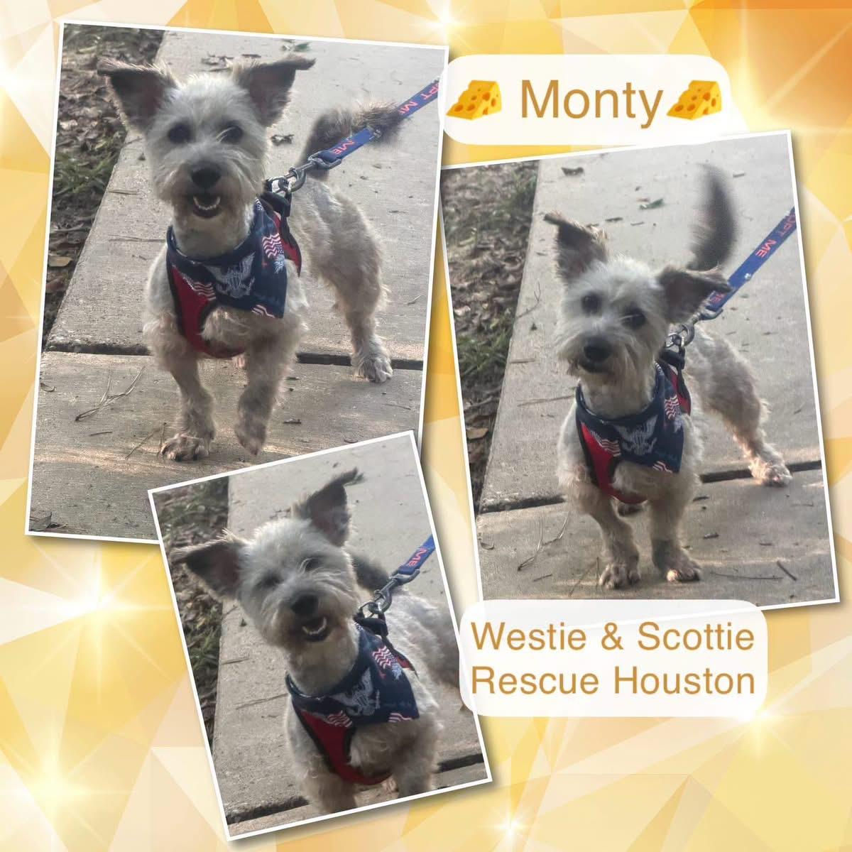 Monterey Jack, a Adoptable mixed breed in Spring, TX image 4/4