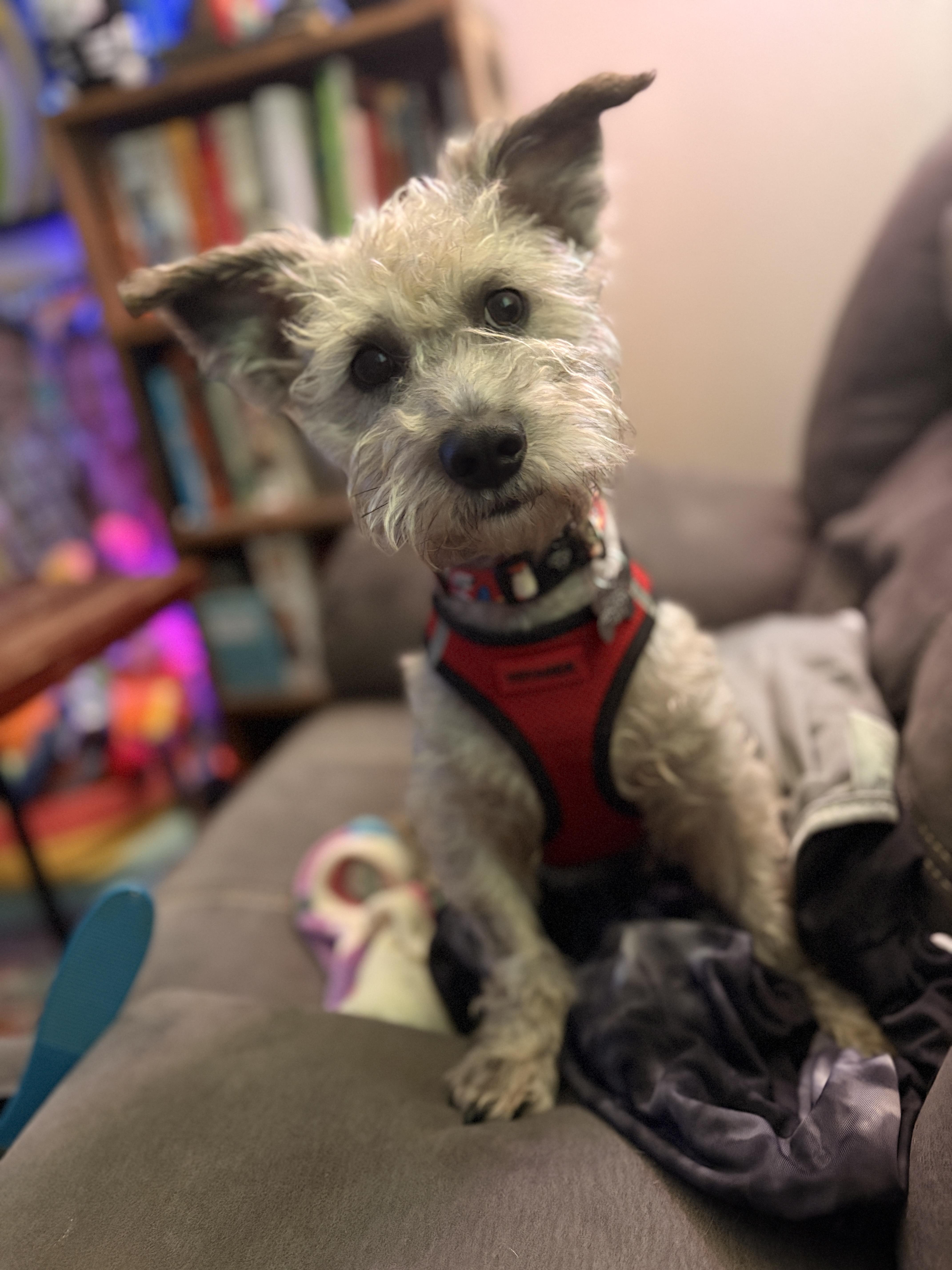 Monterey Jack, a Adoptable mixed breed in Spring, TX image 2/4