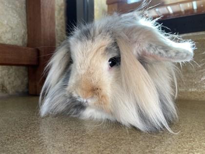 Disco, Adoptable, Adult Male Lionhead & American Fuzzy Lop.
