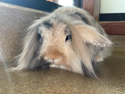 Enlarge Disco, a Adoptable mixed breed in Lewisville, TX image 2/3