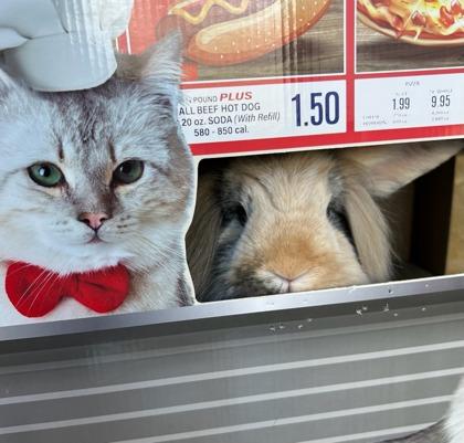 Enlarge Disco, a Adoptable mixed breed in Lewisville, TX image 3/3